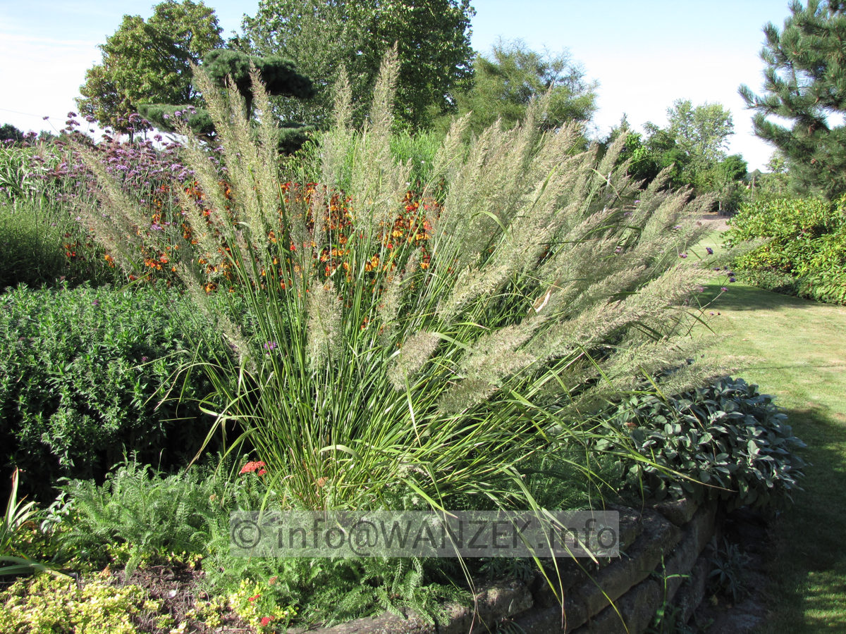 Calamagrostis brachytricha - Diamantgras 02.JPG